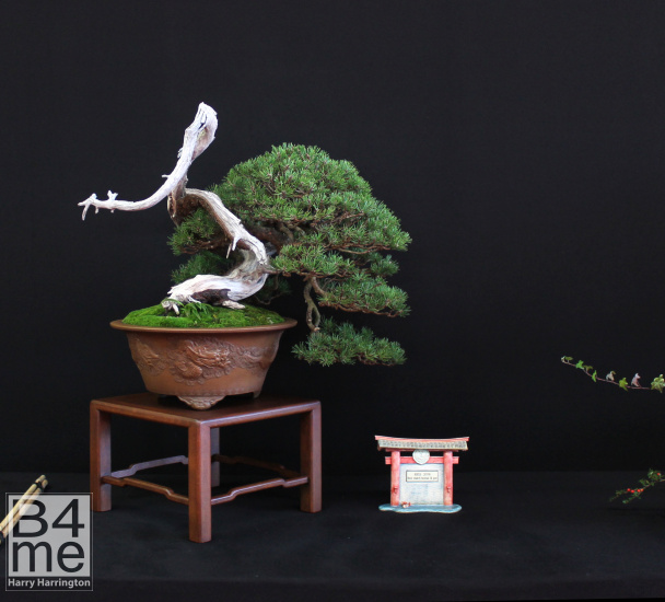 bonsai